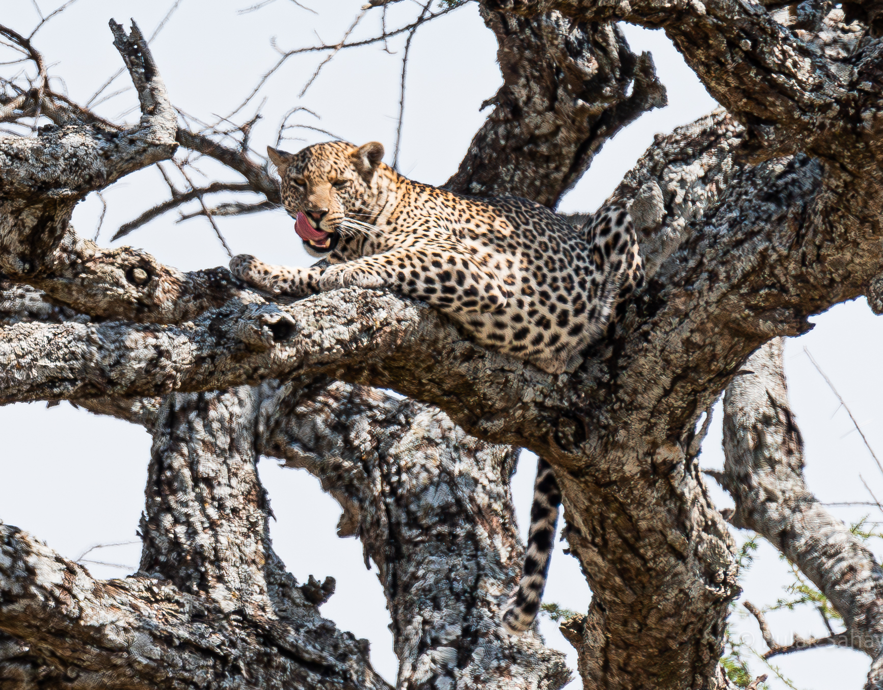 Leopard slurping on tree